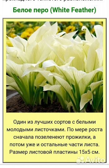 Хоста растение