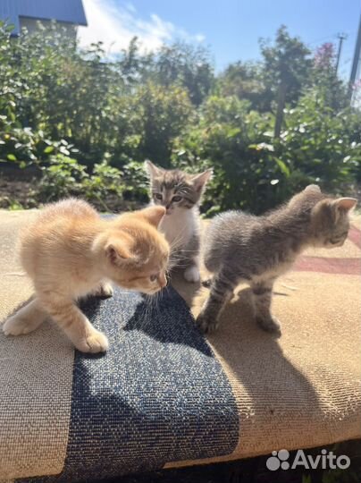 Месячные котята бесплатно