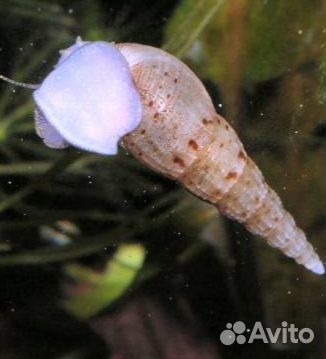 Улитка Мелания