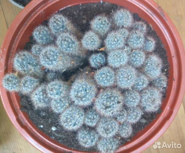 Кактус Мамиллярия