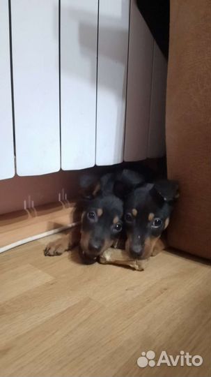 Щенки цвергпинчера