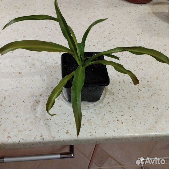 Комнатные цветы