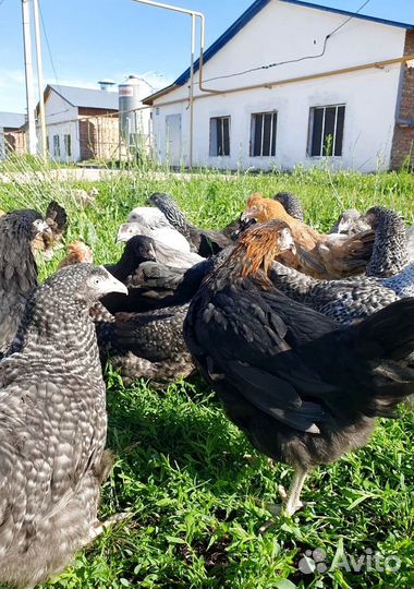 Куры несушки различных расцветок