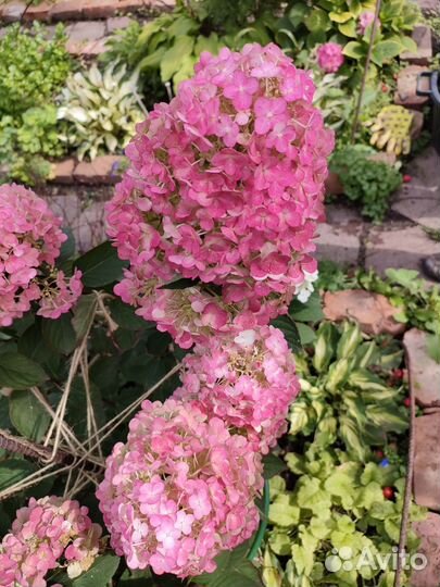 Черенки гортензия 