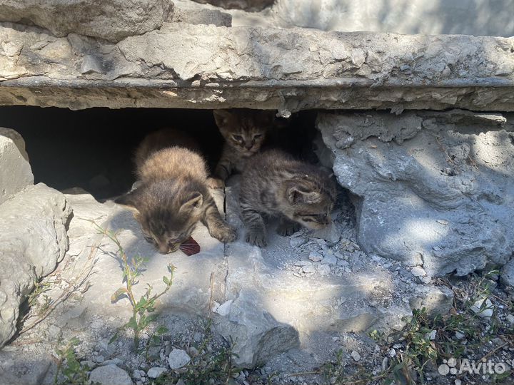 Кошки и котята