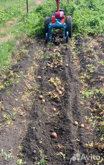 Грохотная картофелекопалка ккм-1