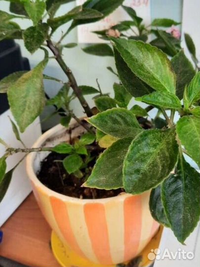 Цветы комнатные