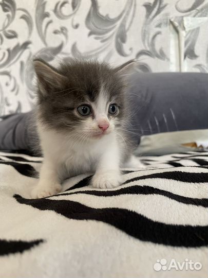 Котята мейн-кун помесь