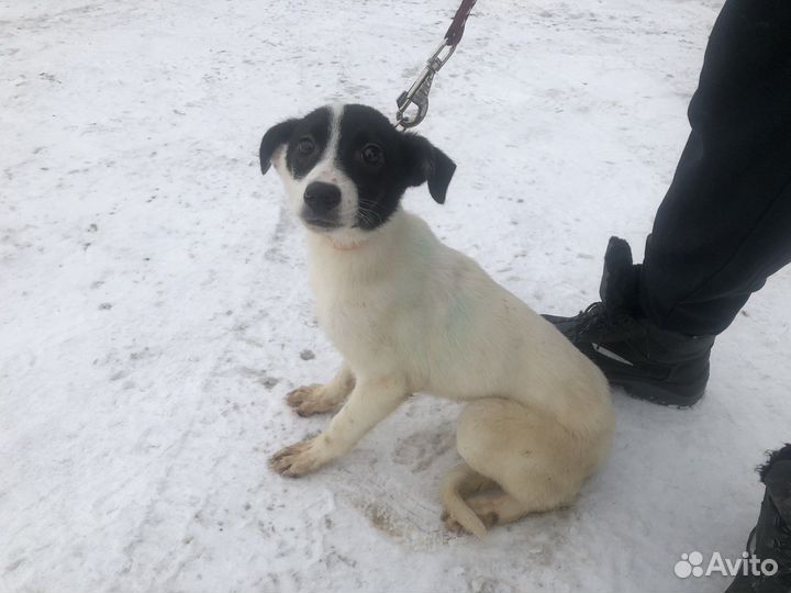 Ласковая девочка в добрые руки
