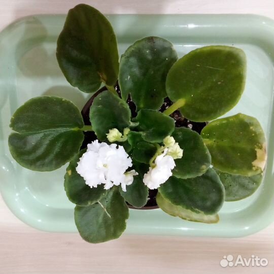 Взрослые фиалочки