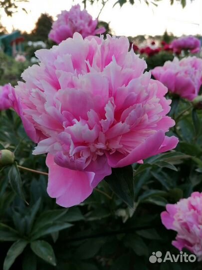 Пионы саженцы корни