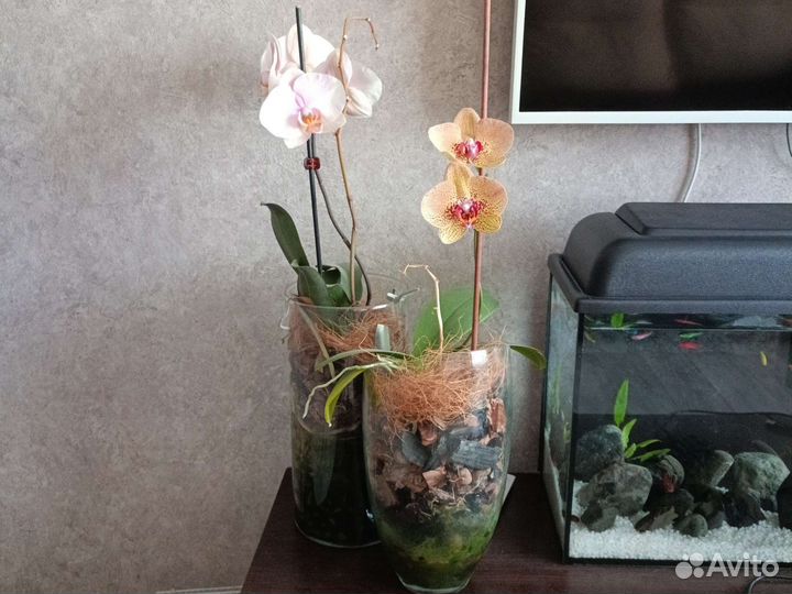 Орхидея