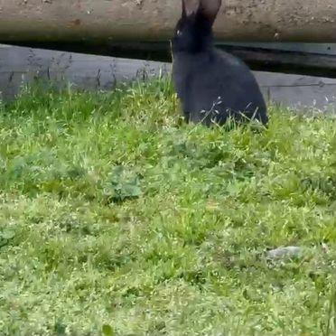 Кролики 4 шт