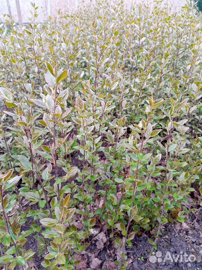 Кизильник блестящий