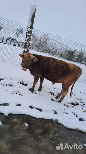 Продажа крс