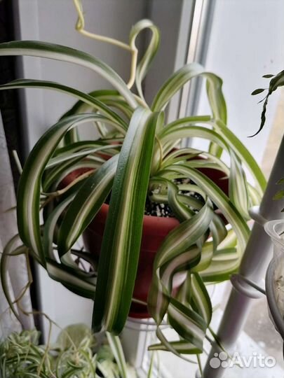 Хлорофитум кудрявый