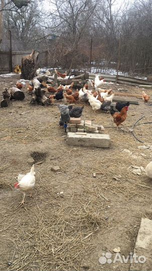 Домашние куриные яйца