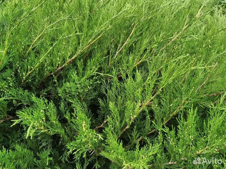 Можжевельник на банные веники и на посадку