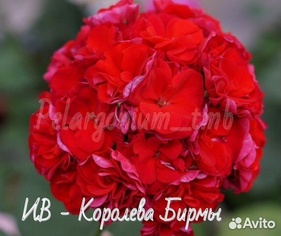 Ив королева бирмы фото и описание