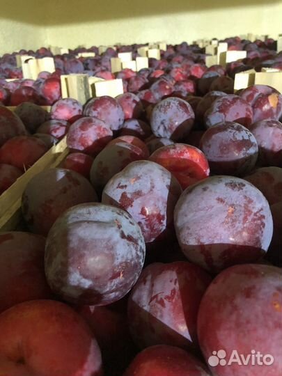 Слива фортуна