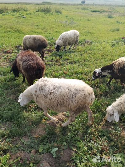 Матки кросс дорпера