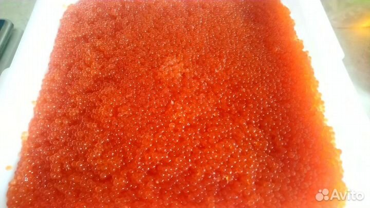 Красная Икра