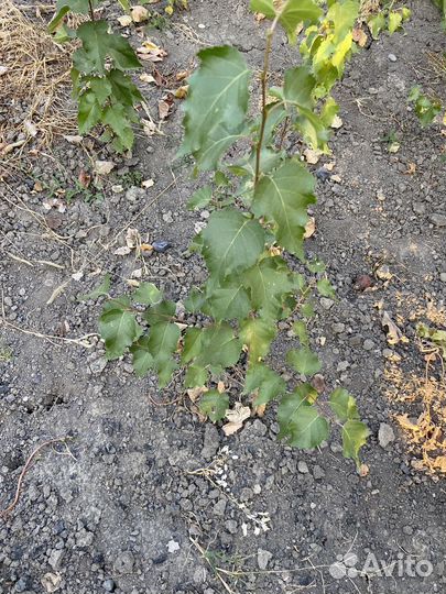 Саженцы березы