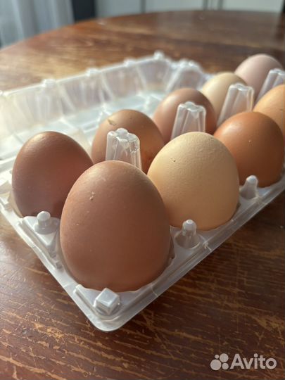 Домашние куриные яйца