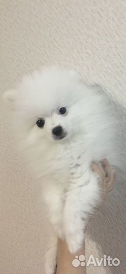 Щенки белый шпиц