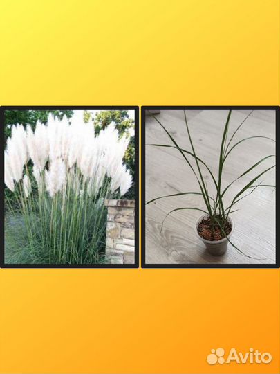 Рассада Буддлея Давида, пампасная трава