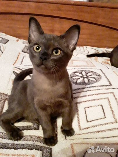 Котята европейской бурмы