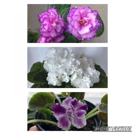 Фиалки сортовые (укоренённые)