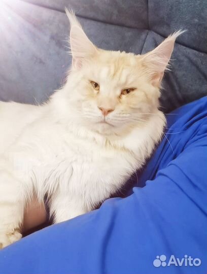 Вязка с котом мейн-куном