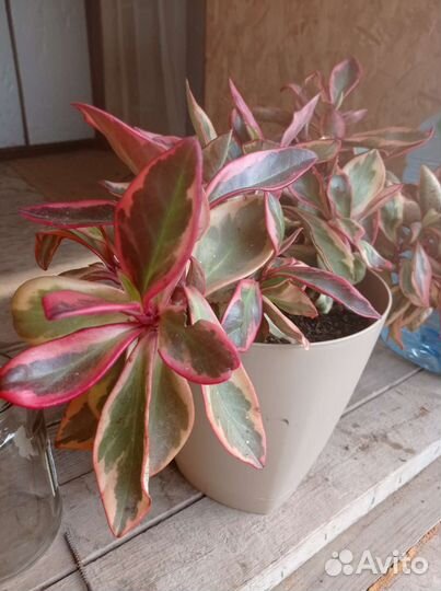 Пиперомия клузиелистная Джинни