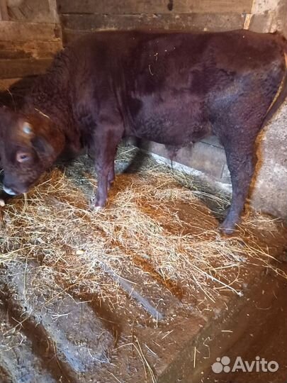 Племенной бычек