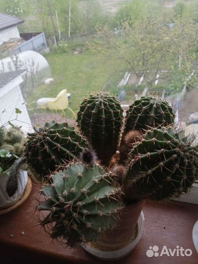 Пеларгония герань