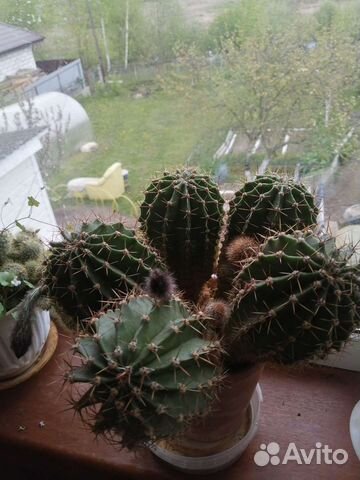 Пеларгония герань