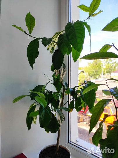 Лимонное дерево