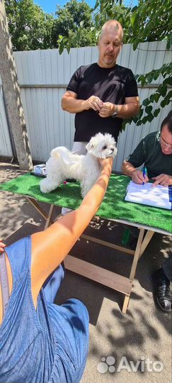 Вязка мальтезе