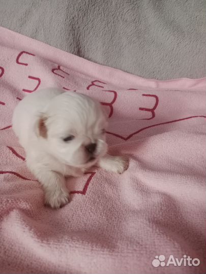 Щенки Пекинеса