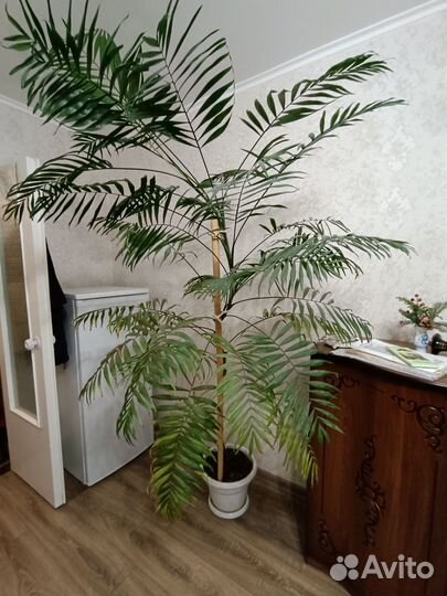 Пальма хамедорея