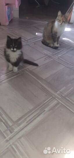 Котёнок в лобрые руки