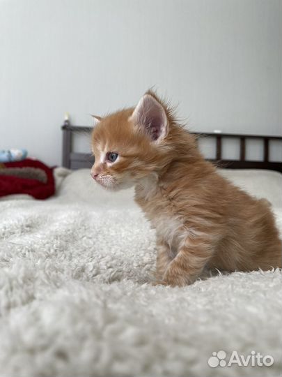 Котята девочки в добрые руки