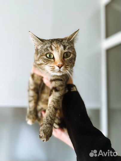 Кошечка ищет дом