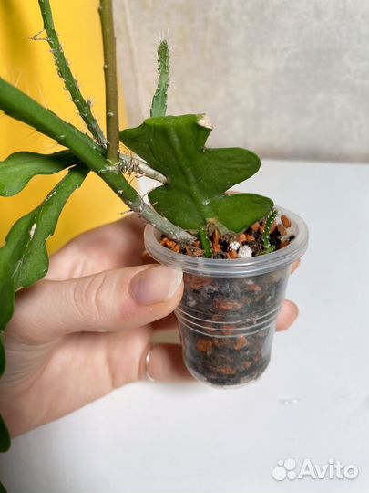 Эпифиллум ангулигер