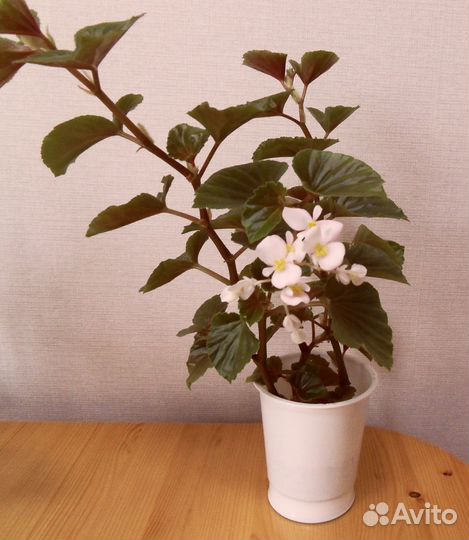 Бругмансия Бегония Мята Алоэ Кактус Хлорофитум