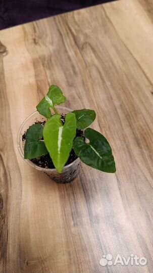 Сингониум вельвет