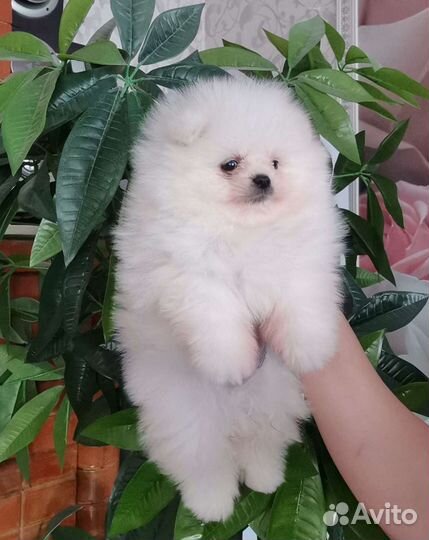 Щенки померанского шпица