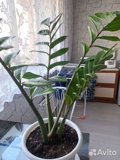 Сансевиерия