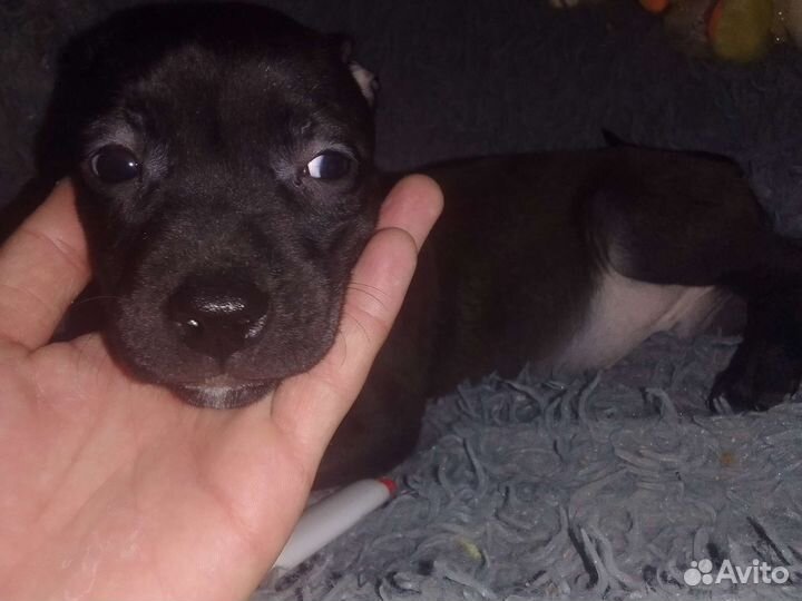 Щенки питбуля